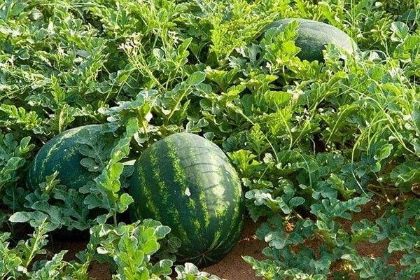 Dưa hấu nằm bò dưới đất lâu nên dân gian cho rằng chúng hấp thụ khí xấu