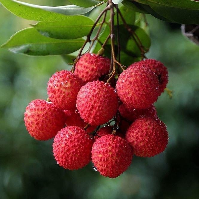 Nhiều người có thói quen kết hợp quả vải trong bữa ăn mà không biết rằng một số thực phẩm đi kèm có thể làm giảm giá trị dinh dưỡng hoặc gây khó chịu cho hệ tiêu hóa. 