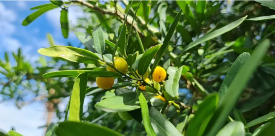 Xáo tam phân là loài cây mọc tự nhiên ở Nam Trung Bộ, phần rễ được nhiều người săn lùng vì giá trị dược liệu.