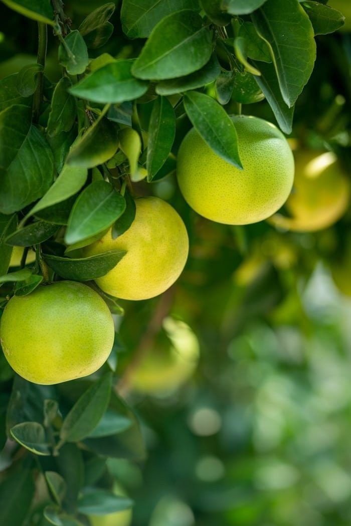 Bưởi trong niềm tin dân gian là biểu tượng của sự đủ đầy