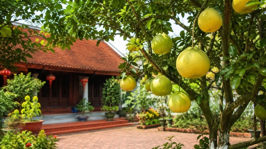 Cây bưởi mang lại nhiều công dụng và ý nghĩa
