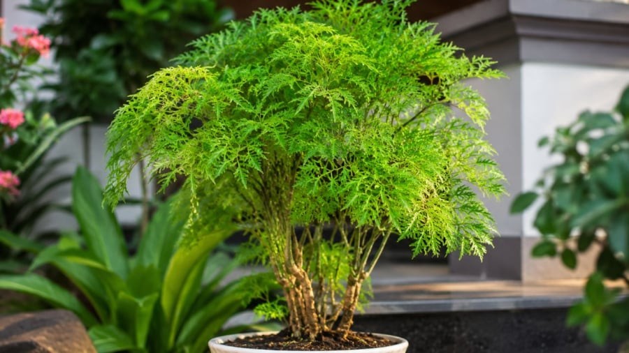Đinh lăng được xem là cây cảnh phong thuỷ và còn là cây thuốc quý