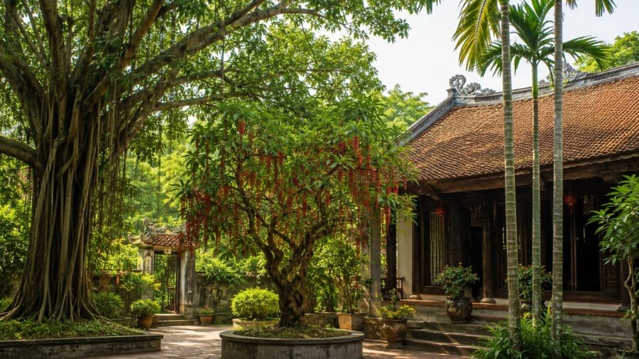 Nhiều cây cảnh đã đi qua bao nắng mưa cùng gia đình, hãy trân trọng