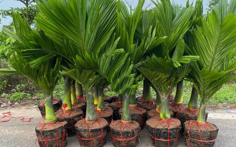 Cây cau cảnh – thanh thoát và hút sinh khí


