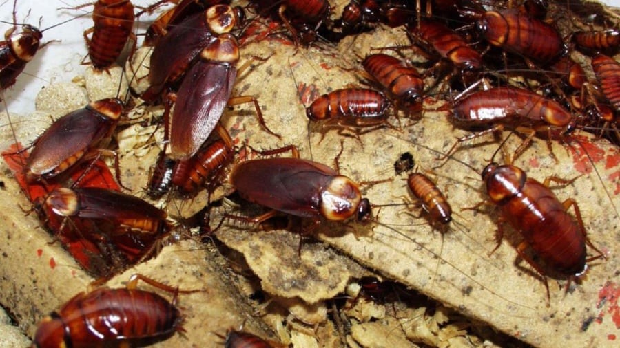 Để tiêu diệt gián, bạn cần loại bỏ môi trường sống lý tưởng của sinh vật này.