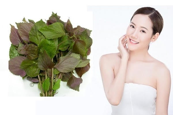 Lá tía tô chứa nhiều vitamin A, C cùng các tinh chất có khả năng hỗ trợ làm sáng da, giảm hình thành melanin và tẩy tế bào chết nhẹ nhàng.

