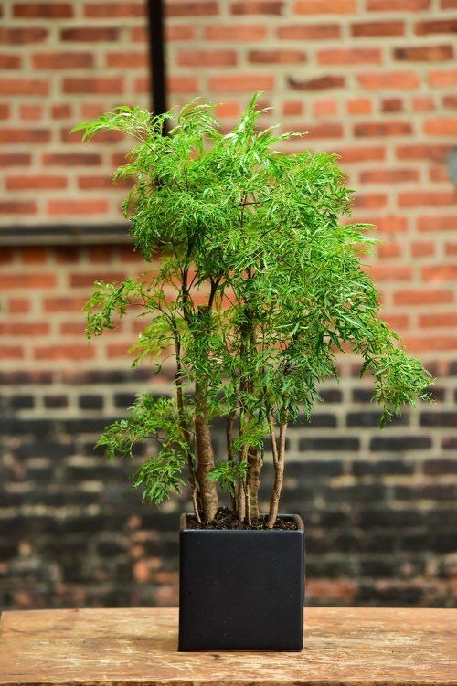 Nhiều gia đình trồng đinh lăng trong nhà vì nhiều công dụng