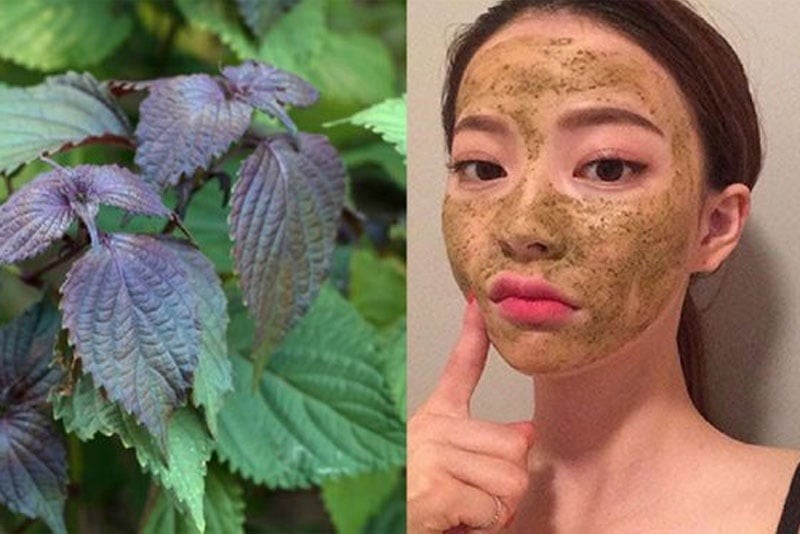 Đây là phương pháp đơn giản giúp các dưỡng chất trong lá tía tô thẩm thấu trực tiếp lên da.

