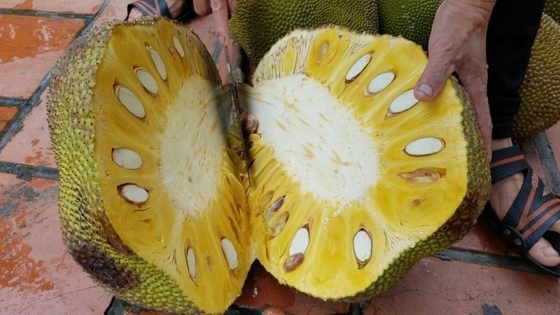 Mít là loại trái cây nhiệt đới quen thuộc, có mùi hương thơm, vị ngọt đậm