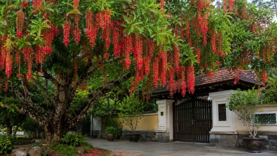 Cây lộc vừng có thể sống lâu năm