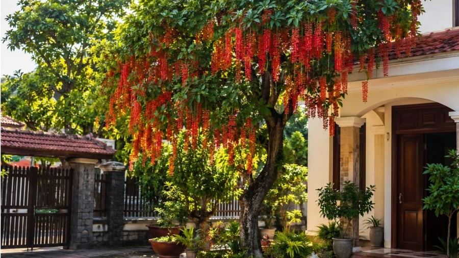 Cây lộc vừng không chỉ đẹp còn gợi tới tài lộc giàu có