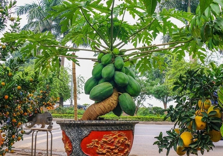 Trồng đu đủ trước nhà có thực sự phù hợp? (Ảnh minh họa)

