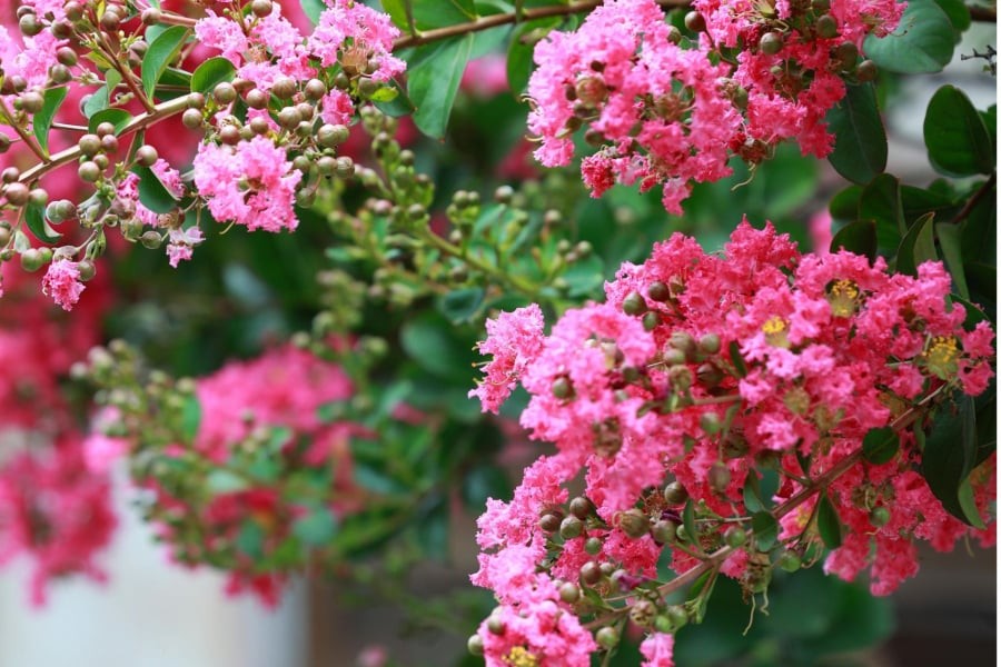 Crape-Myrtle-3