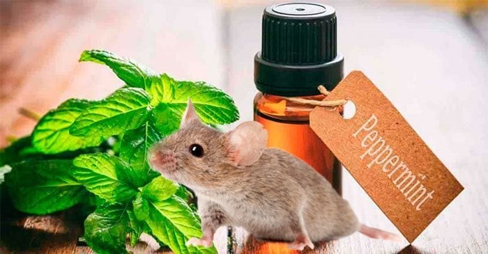 Sử dụng mùi bạc hà để xua đuổi


