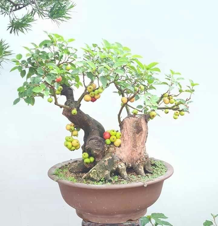 Cây sung dễ trồng dễ chăm lại nhiều công dụng