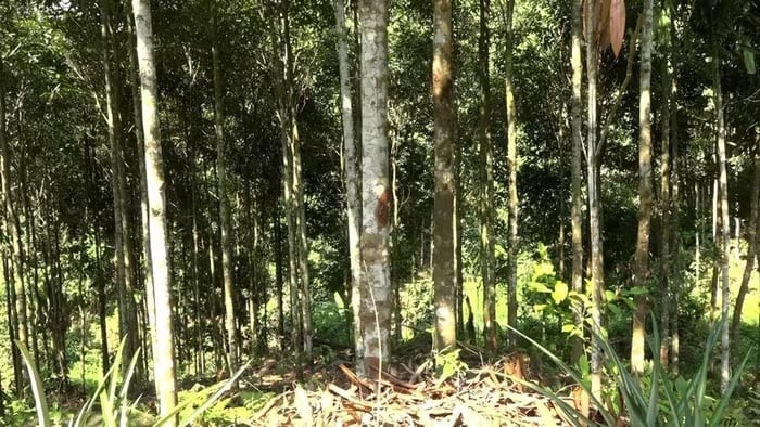 Những đồi quế xanh ngút ngàn ở thôn Trung Tâm đã trở thành nền tảng giúp nhiều hộ người Mông đổi đời, xây dựng cuộc sống sung túc giữa vùng cao Mỏ Vàng.