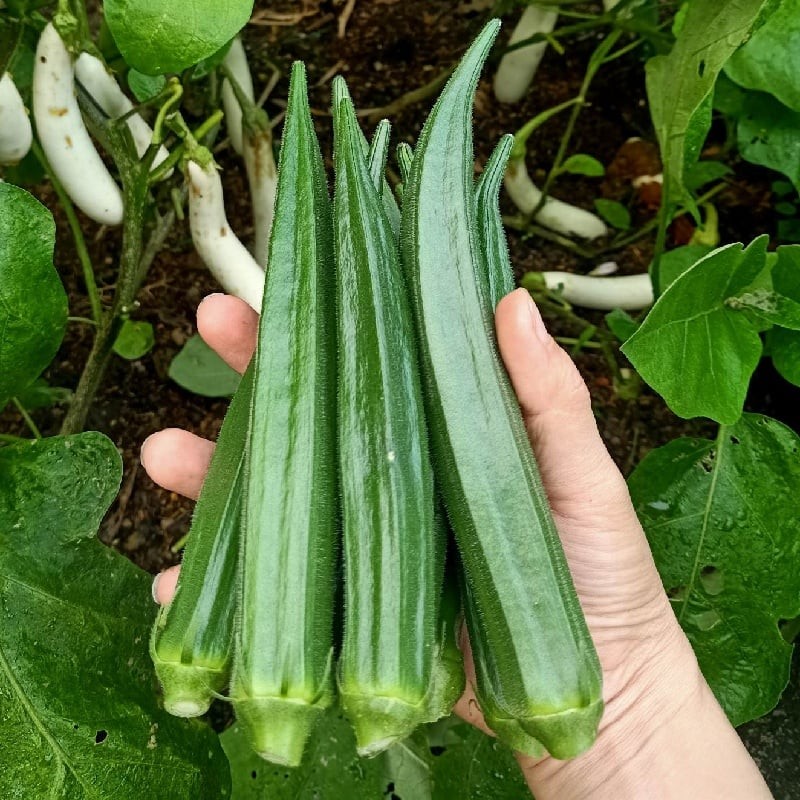 Các chuyên gia khuyến nghị bạn nên bổ sung đậu bắp vào thực đơn khoảng 2-3 lần mỗi tuần để tận dụng tối đa lợi ích tuyệt vời này.

