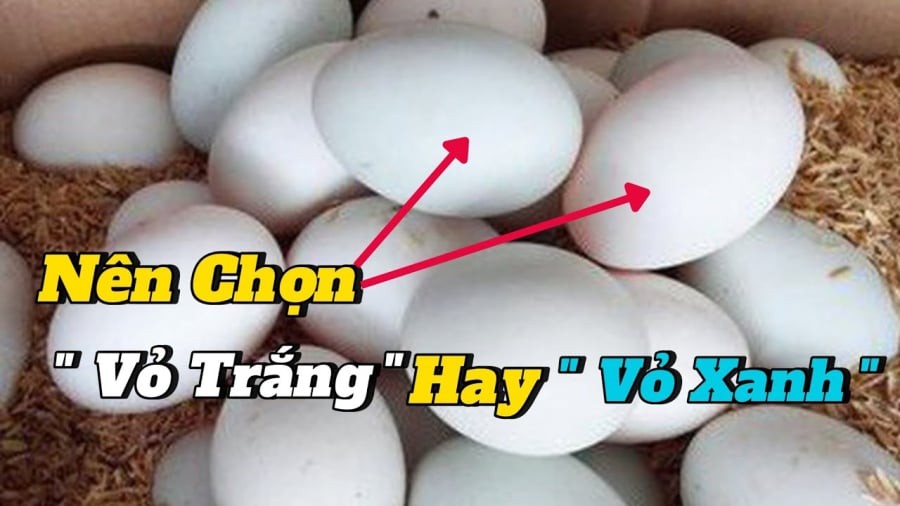 chon trung vit