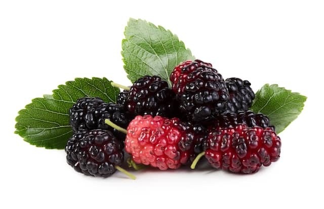 Dâu tằm chứa hàm lượng đáng kể anthocyanin cùng vitamin C 