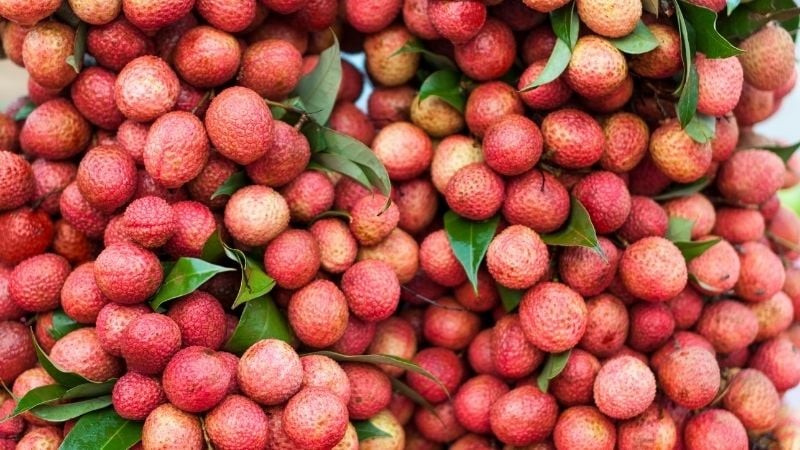 Chọn quả vải tươi ngon