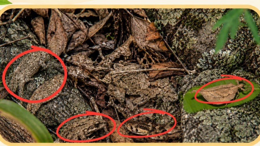 Bạn có nhận ra chúng không?