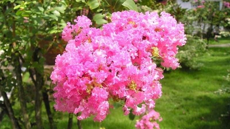 Trong số những loại cây cảnh được trồng trước nhà, cây tử vi là lựa chọn quen thuộc nhờ vẻ ngoài đẹp mắt cùng khả năng sinh trưởng tốt trong điều kiện khí hậu Việt Nam.