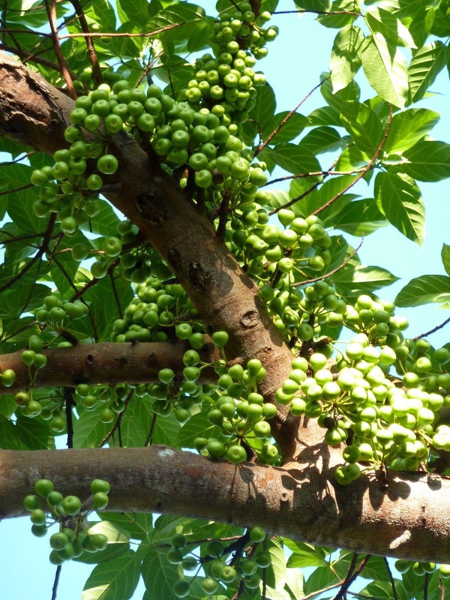 Vị trí tốt nhất để gia chủ trồng cây sung chính là trồng lệch sang một bên cửa thay vì đặt chính giữa lối ra vào