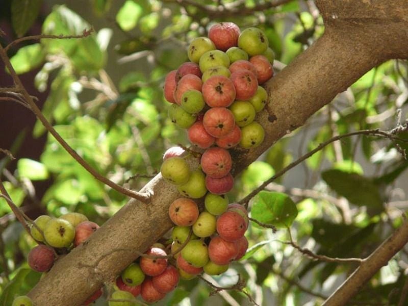 Sung ta là loại cây phát triển mạnh, tán rộng và cho nhiều quả.