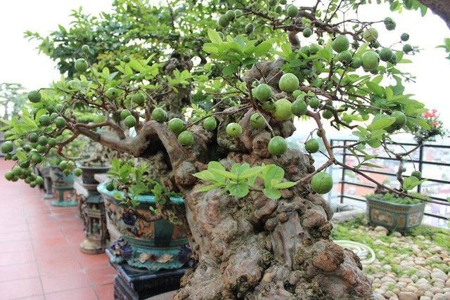 Sung cảnh thường có kích thước nhỏ gọn hơn, thân đẹp
