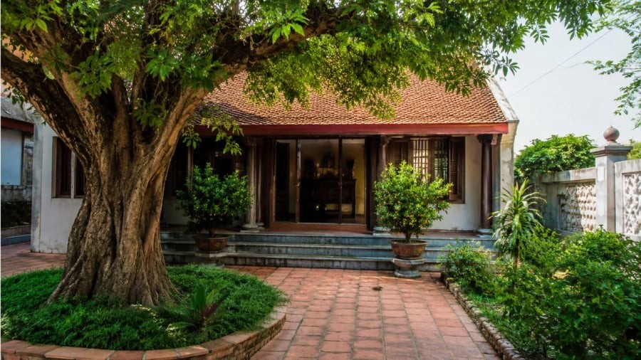 Cây to lớn sẽ cản gió chắn sáng không tốt cho ngôi nhà