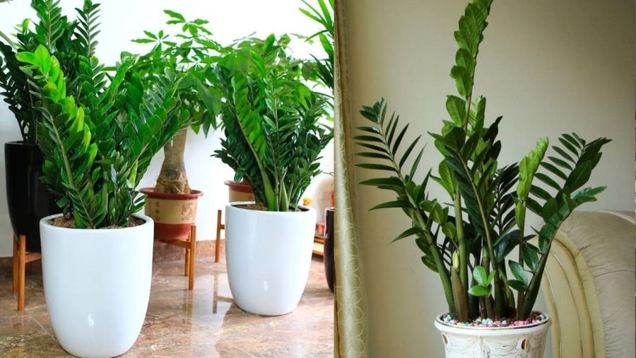 Cây kim tiền xanh tốt quanh năm, có thể mang lại cảm giác xanh mát, giúp trang trí nhà cửa.