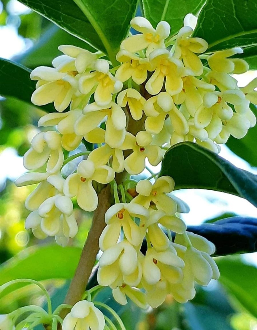 Mộc hương là loại cây mang lại may mắn