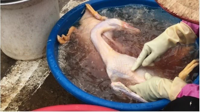 Rượu trắng không chỉ khử mùi hôi tanh của da vịt hiệu quả mà còn có thể giúp loại bỏ lông măng của vịt một cách dễ dàng