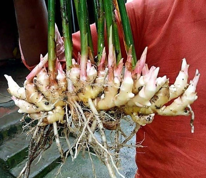 Gừng khi để lâu thường dễ mọc mầm