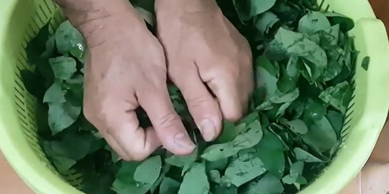Lá rau ngót có kết cấu khá dày và hơi dai, nếu cho trực tiếp vào nồi nước sôi thì sẽ mất nhiều thời gian để chín mềm