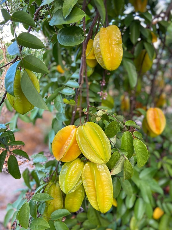 Khế chua hay khế ngọt thường tùy vào sở thích