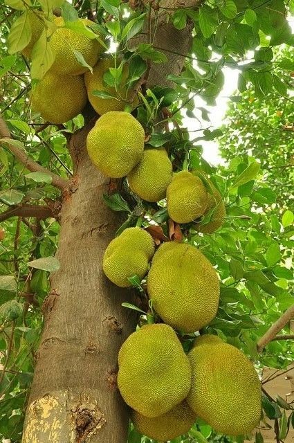 Cây mít quả lớn dễ gây nguy hiểm khi rơi xuống