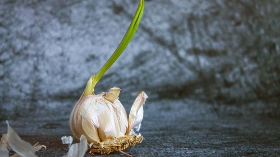Tỏi mọc mầm có ăn được không: Câu trả lời là có nhưng cần tránh những củ tỏi bị nấm mốc, hỏng nặng.