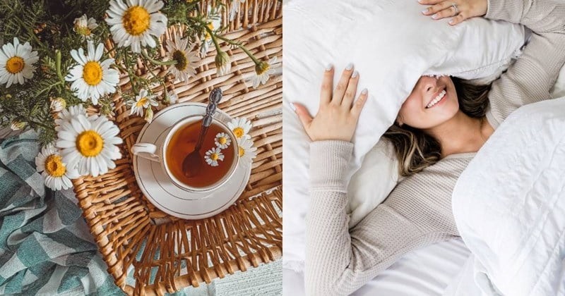  Trong hoa cúc có chứa các hợp chất chống oxy hóa tự nhiên như apigenin, giúp cơ thể dễ đi vào giấc ngủ hơn.