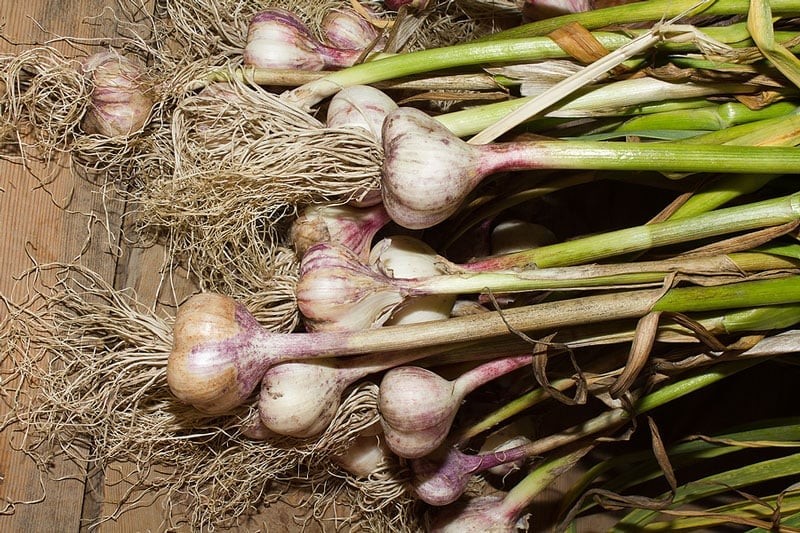 Sau khoảng 3 – 4 tháng, cây tỏi sẽ trồi củ lên trên, nhìn thấy được, lá sẽ vàng và héo đi, đây là lúc bạn có thể thu hoạch tỏi
