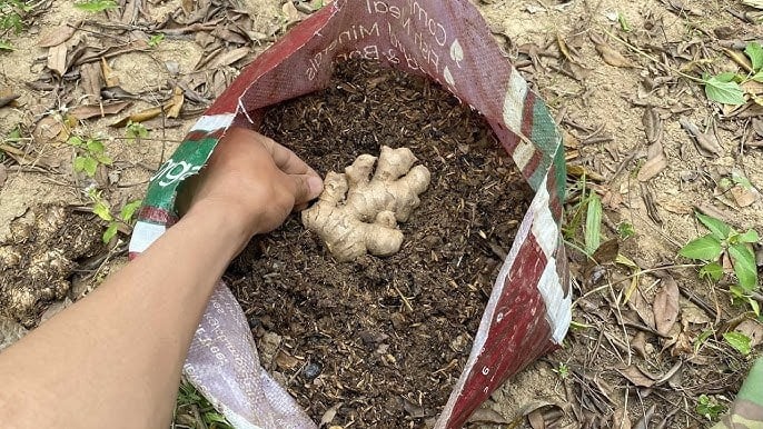 Đặt các khúc gừng giống lên bề mặt đất, hướng mắt mầm lên trên rồi phủ một lớp đất mỏng khoảng 3 đến 5 cm
