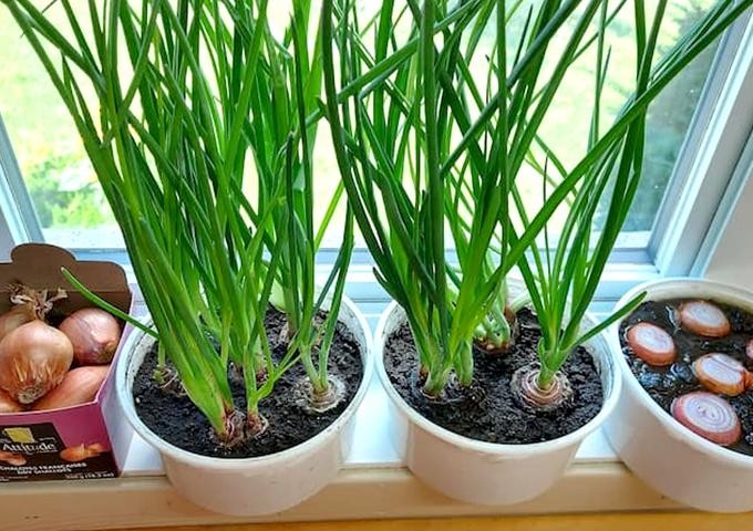 Hành lá cần được tưới nước đều đặn mỗi ngày, đặc biệt vào những ngày thời tiết nắng nóng