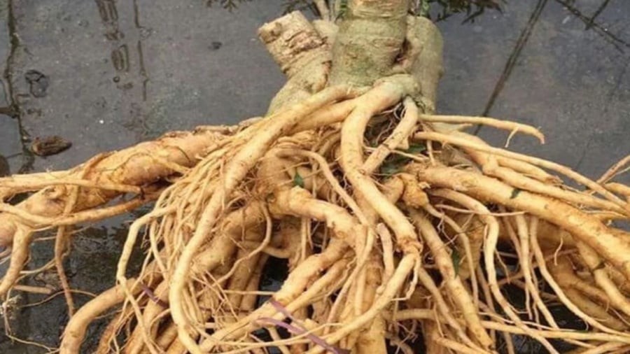 Khi chọn đinh lăng rất cần chú ý đến đặc điểm màu sắc, tổng thể không phải dựa vào số năm tuổi