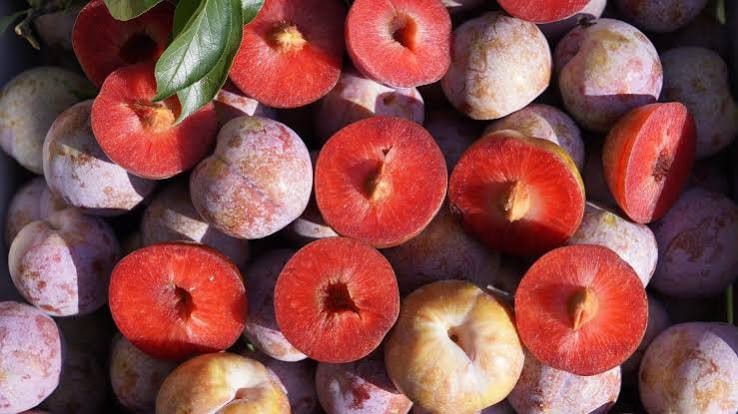 Một trong những lý do khiến mận hậu được nhiều người quan tâm trong chế độ ăn là khả năng hỗ trợ sản xuất collagen tự nhiên.