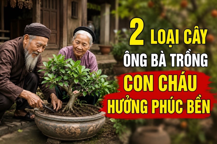 2 loại cây ông bà trồng con cháu hưởng phúc bền