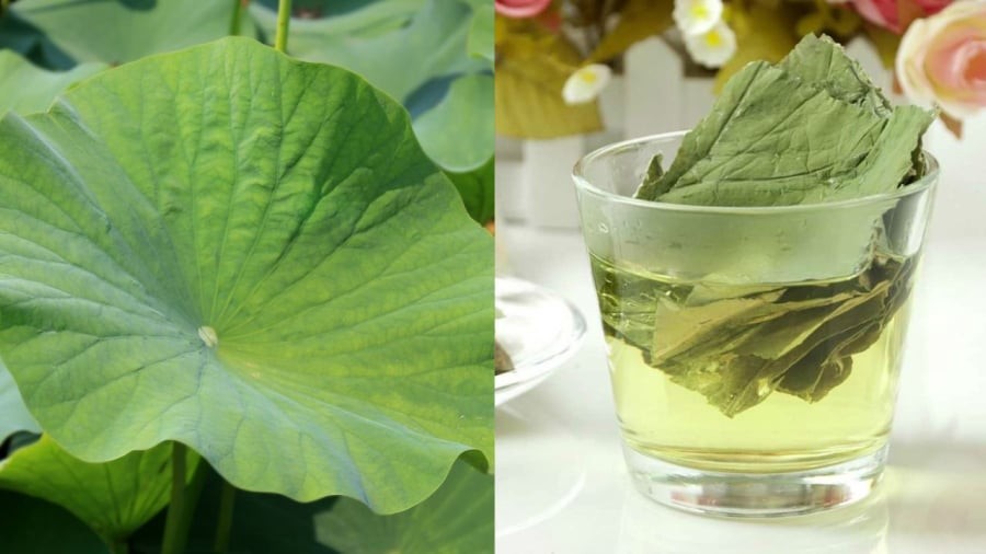 Nước lá sen vừa có tác dụng bù nước, thanh nhiệt cho cơ thể, vừa hỗ trợ quá trình giảm cân.