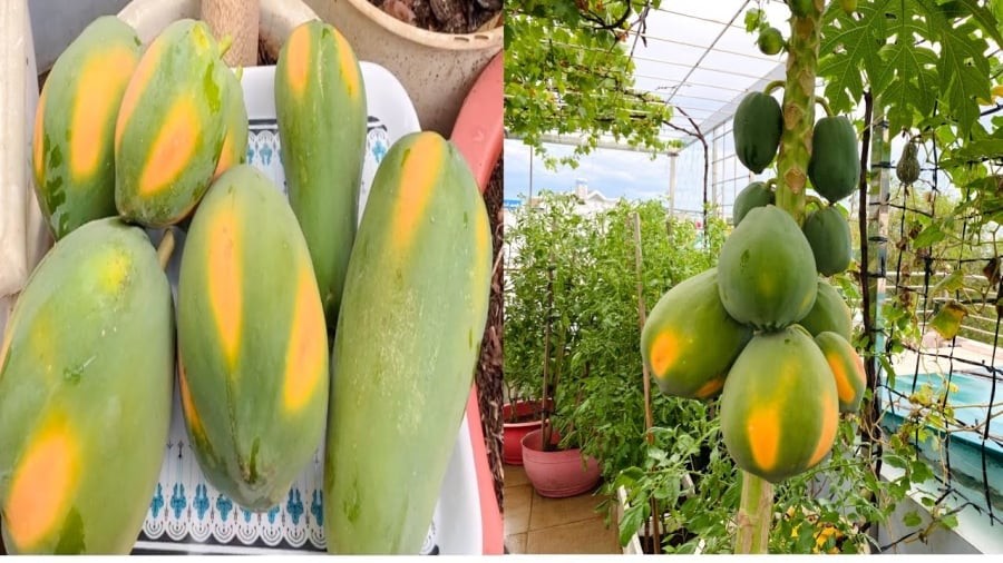 co-nen-trong-cay-du-du-truoc-nha-1-0919