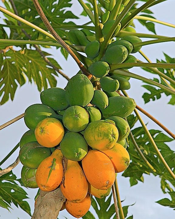 Nhiều tin đồn về công dụng của lá đu đủ