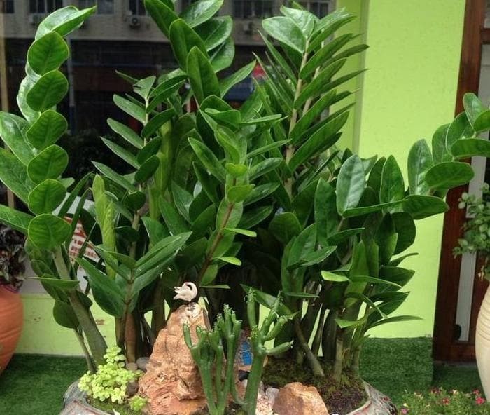 Các chuyên gia phong thủy đã chỉ ra rằng, có 2 mệnh 