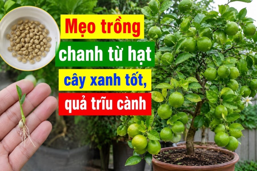 Đặt chậu ở nơi có ánh sáng tự nhiên nhưng tránh nắng gắt trực tiếp.